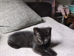 Kitten (kater) abzugeben 