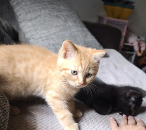 Kitten (kater) abzugeben 