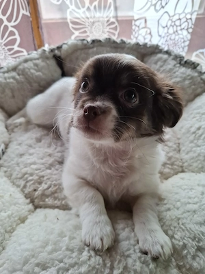 Noch ein süsser Chihuahua Mix Rüde sucht ab sofort 