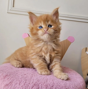 12 Wochen alte männliche und weibliche Maine-Coon-Kätzchen