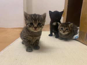 Kitten bengal mix 