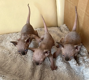 Canadian Sphynx Kitten