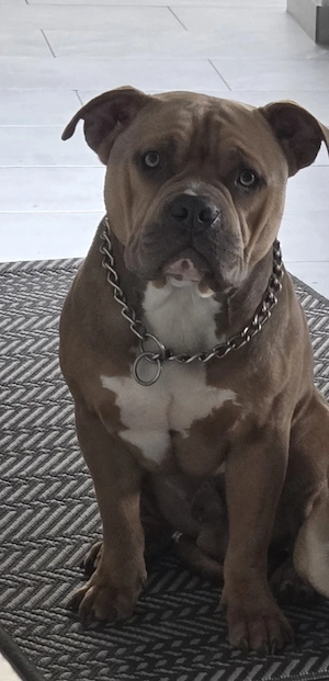 American Bulldog 1 Jahr abzugeben 
