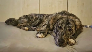 Zuhause gesucht für Sunny
