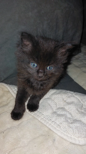 Halbperser Katzenbabys Bild 3