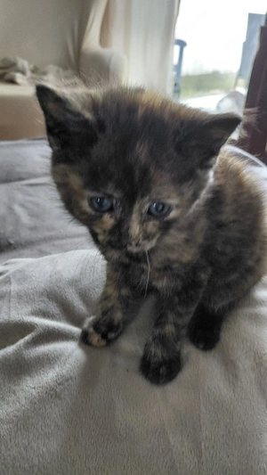 Halbperser Katzenbabys Bild 2