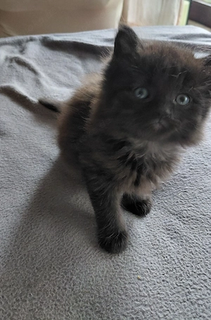 Halbperser Katzenbabys
