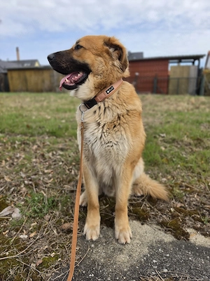 Wunderschöner Schäferhund-Mix sucht liebevolles Zuhause