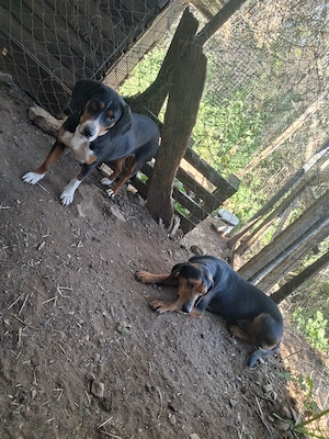 Zuhause oder Pflegestelle gesucht für Holly  Bild 7