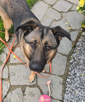 Locki sucht sein Traumzuhause