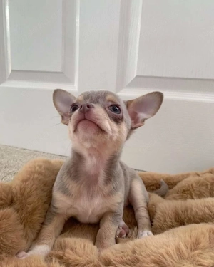 Männliche und weibliche Chihuahua-Welpen 