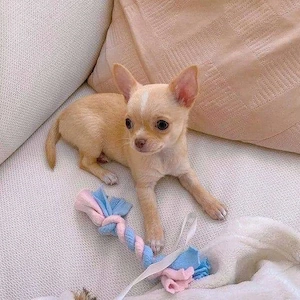 Männliche und weibliche Chihuahua-Welpen 
