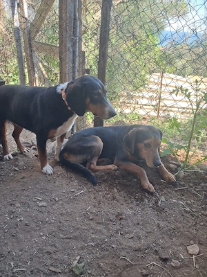 Zuhause oder Pflegestelle gesucht für Holly  Bild 8