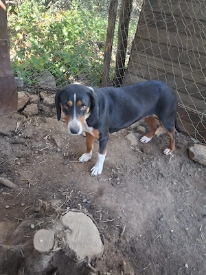 Zuhause oder Pflegestelle gesucht für Holly  Bild 9