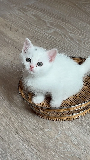 2 weiße BKH Kitten abzugeben 