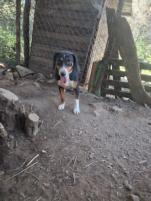 Zuhause oder Pflegestelle gesucht für Holly 