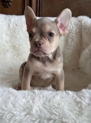 französische bulldogge welpen
