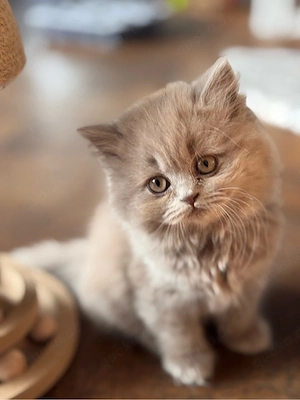 BKH Kitten  Bild 2