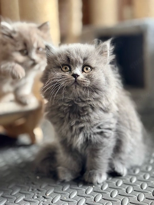 BKH Kitten  Bild 3