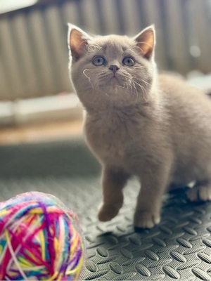 BKH Kitten  Bild 4