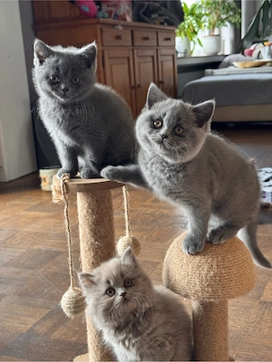 BKH Kitten  Bild 5