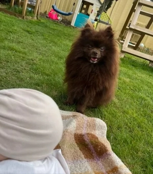 Pomeranian Rüde 
