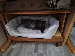 sehr schöner Brüder kater