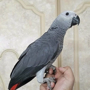 Zwei Graupapageien suchen ein neues Zuhause.