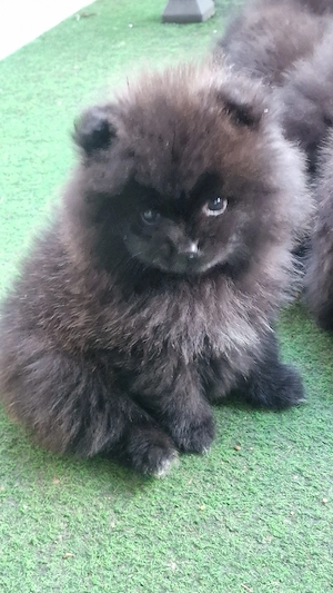 Letzte sehr süße Pomeranian 