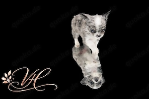 Chihuahua welpe Rüde