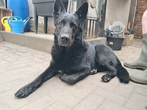 Deutscher schwarzer Schäferhund