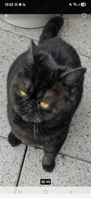 Bkh Mix Katzendame