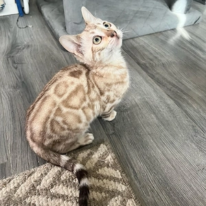 Bengal kitten 