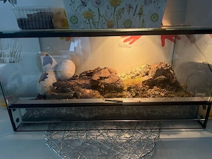Hakennasennattern (Heterodon nasicus) Aus 2025 