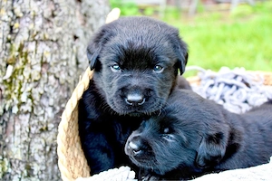 Labradorwelpen aus liebevoller Aufzucht