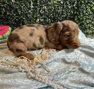 Traumhafte Dackel Welpen suchen neue Familie
