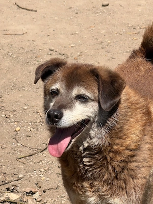 Senior Bailey sucht seine Hundemenschen
