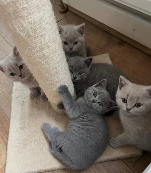 Bezaubernde British Shorthair Kätzchen ab dem 25.05.2026 abzugeben