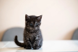 BKH-Point   Main Coon Misch, 4 Kitten