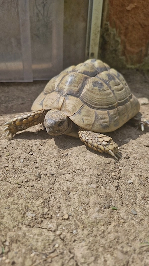 Weibliche Griechische Landschildkröte