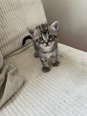 BKH Birma Mix Kitten