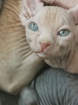 Sphynx kitten mit schnurrhaare !!