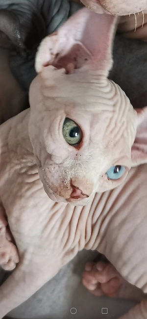 Sphynx kitten mit schnurrhaare 