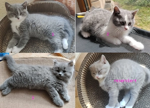 BKH BLH Kitten Britisch Kurzhaar - Britisch Langhaar Kater