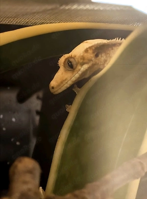 Kronengecko Harlekin Weibchen, ca 2 Jahre alt, gesund und munter, kein Floppy Tail 