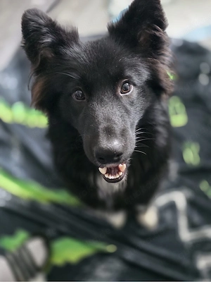 Border Collie husky Mix