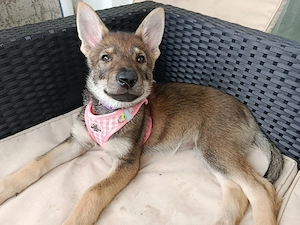 Marxdorfer Wolfshund Mischling 