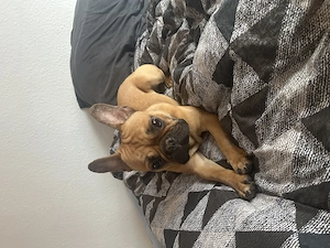 Französische Bulldogge 