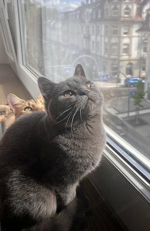 Zwei junge Bkh-Katzen abzugeben