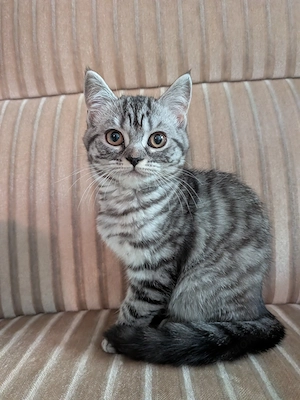 Kitten, Mädchen BKH Michung
